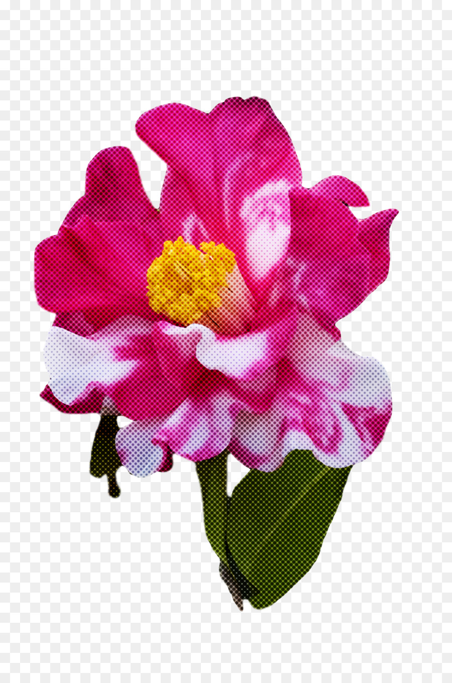 Flores De Corte，Família Rosa PNG
