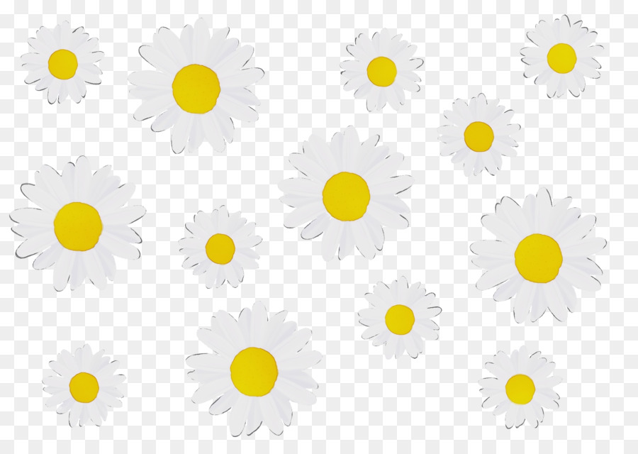 Design Floral，Oxeye Daisy PNG