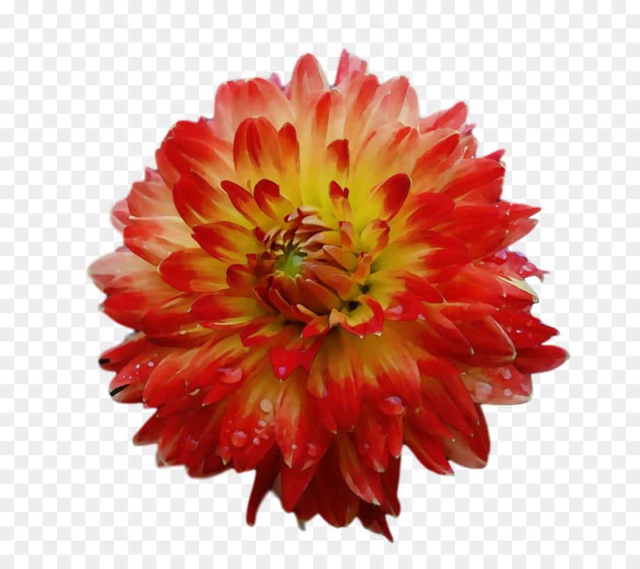 Flor Rosa，Florescer PNG