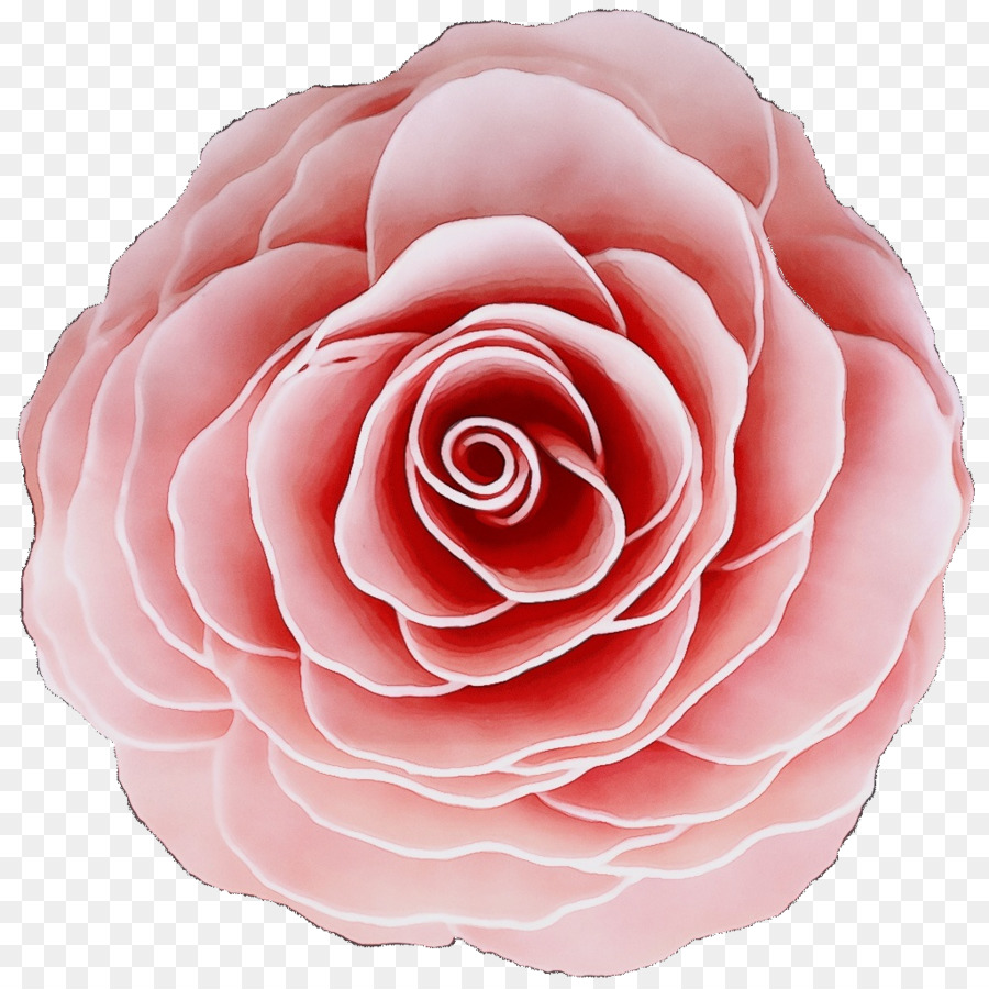 Rosa Vermelha，Florescer PNG