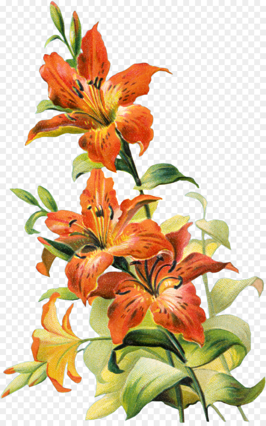 Tiger Lily，Lírio Laranja PNG