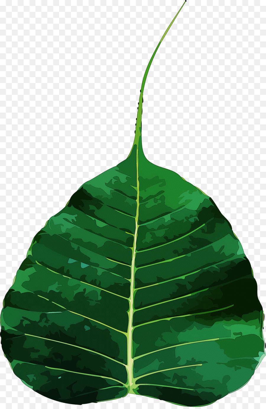 Folha Verde，Plantar PNG