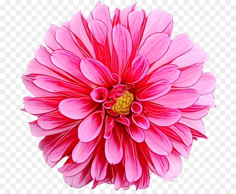 Flor，Florescer PNG