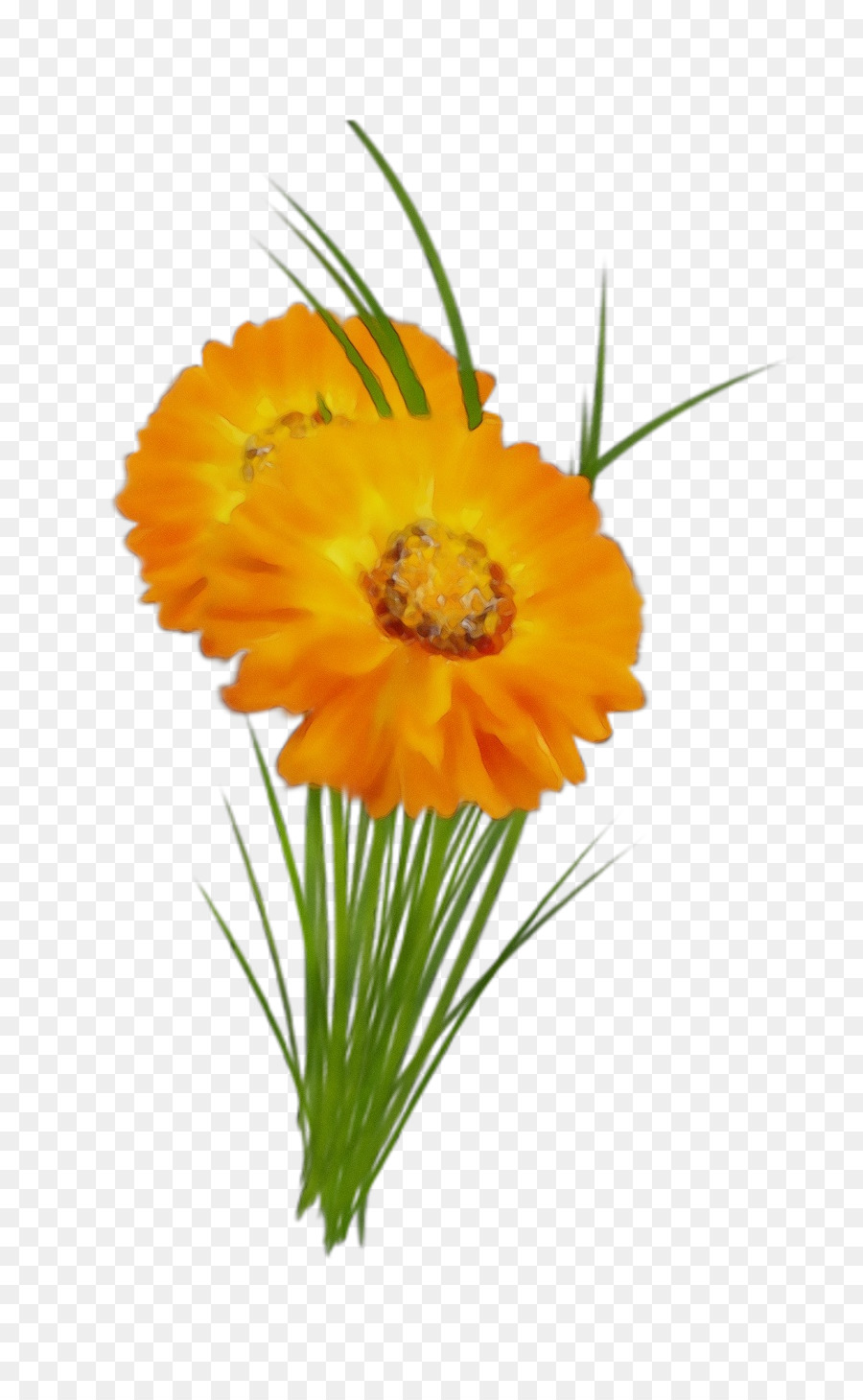 Planta De Haste，Transvaal Daisy PNG