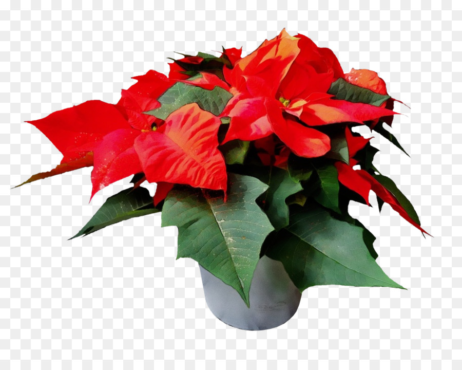 Flowerpot，Poinsettia PNG
