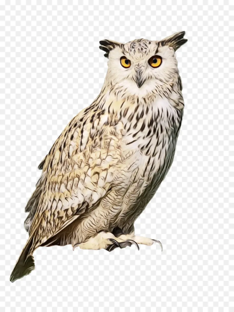 Corujas，Oriental Screech Owl PNG