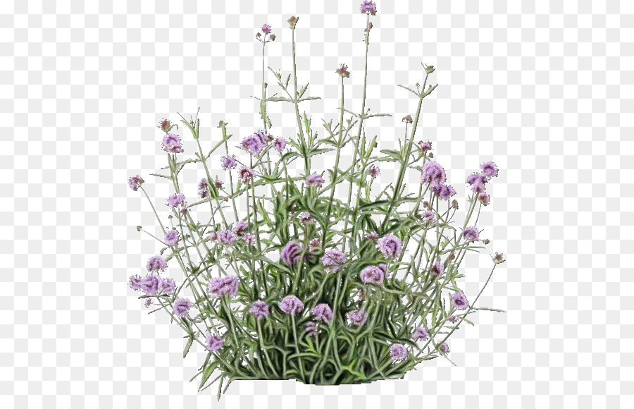 Lavanda Inglesa，óleo De Lavanda PNG