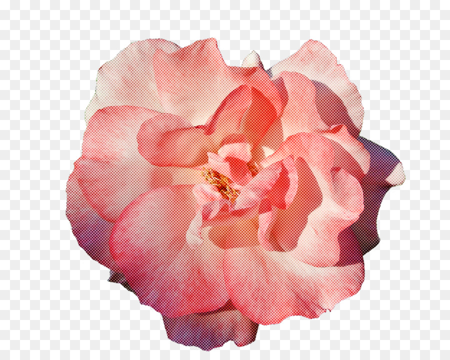 Rosa，Florescer PNG