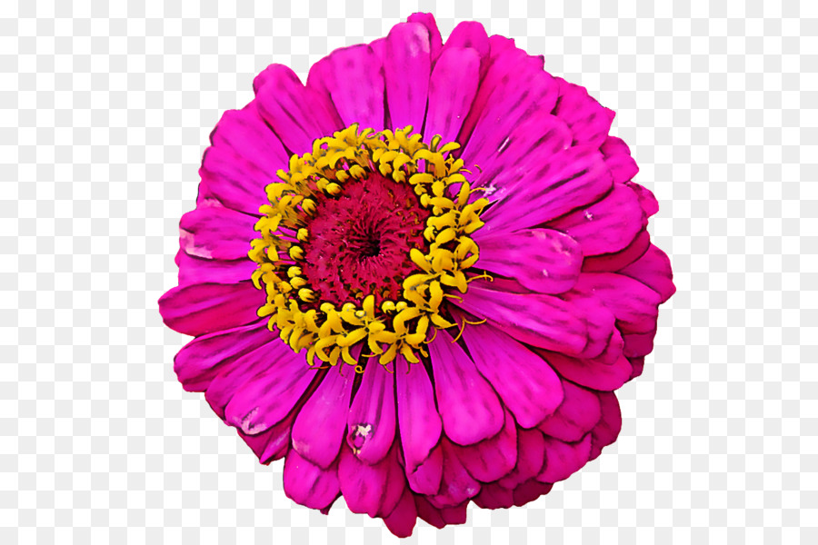 Flor Rosa，Florescer PNG