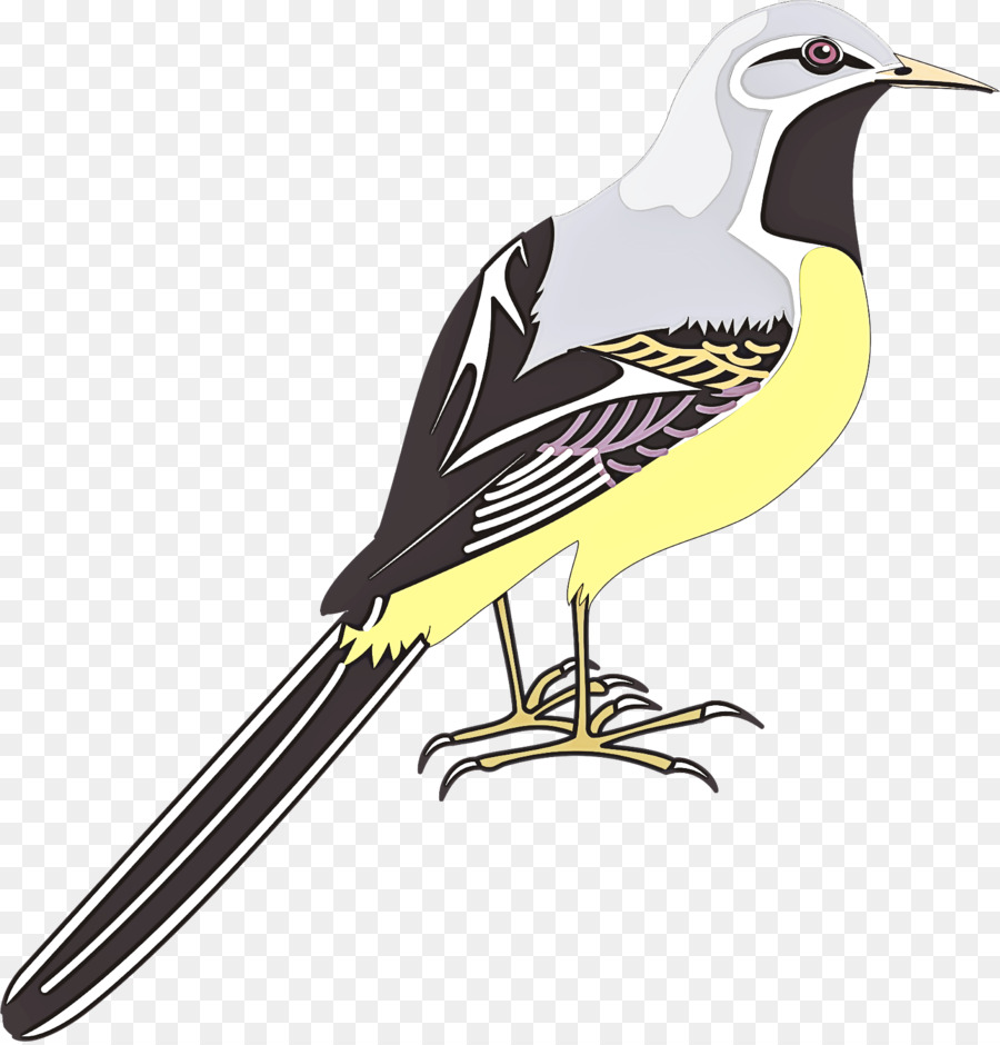 Aves，Norte Mockingbird PNG