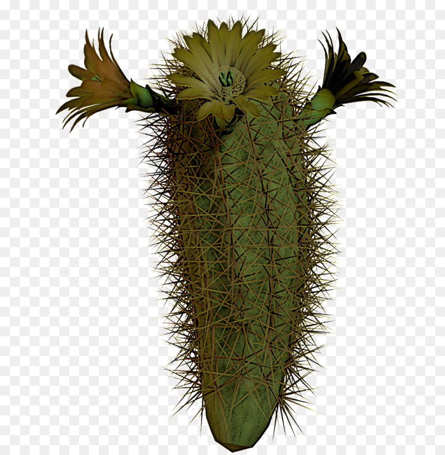 Cactus，Planta De Haste PNG