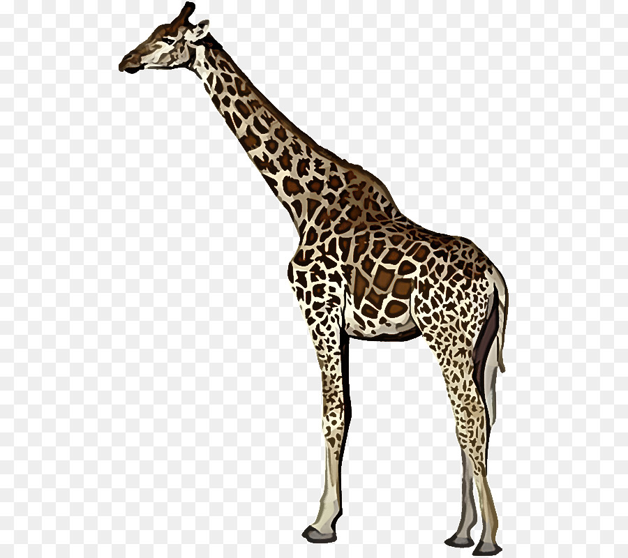Girafa，Terrestre Planta PNG