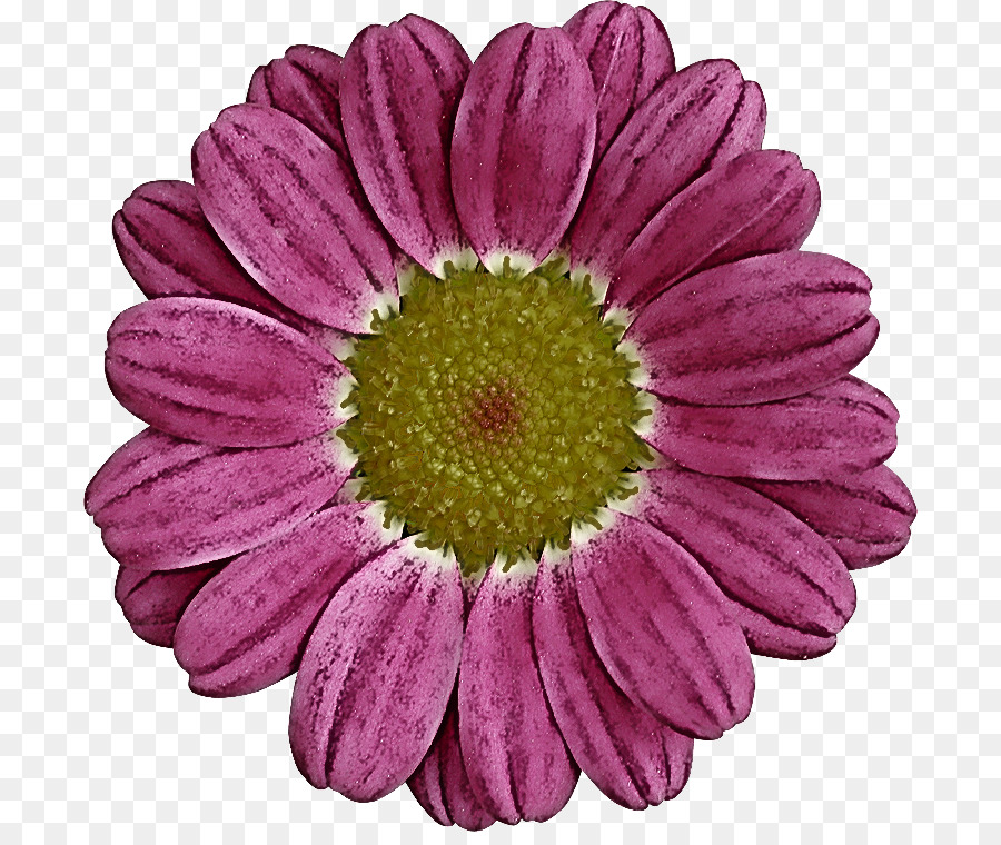 Transvaal Daisy，Crisântemo PNG