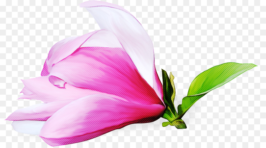 Flores De Corte，Flor PNG