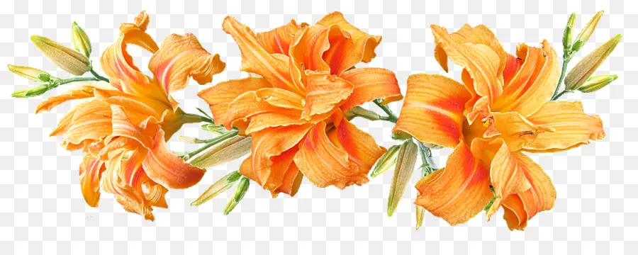 Daylilies，Flor PNG