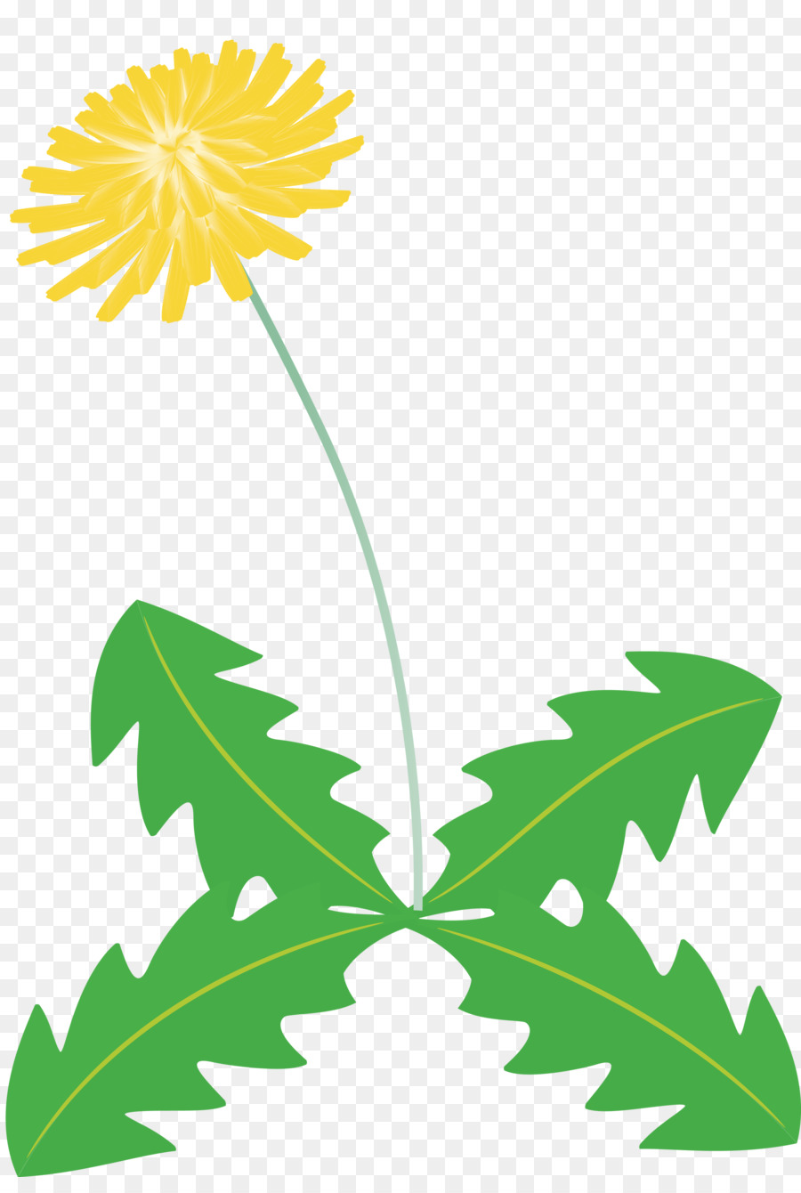 Dente De Leão，Flor PNG