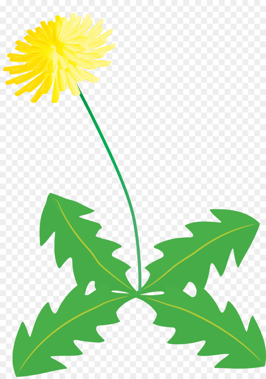 Flor，Pedicel PNG