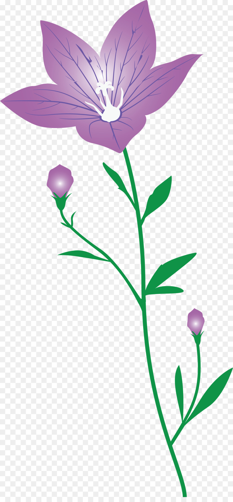 Planta De Haste，Folha PNG