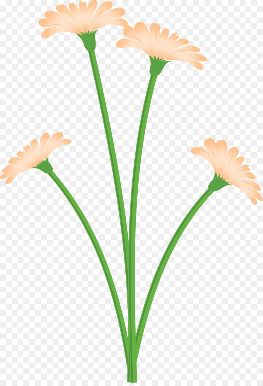 Flores Brancas，Natureza PNG