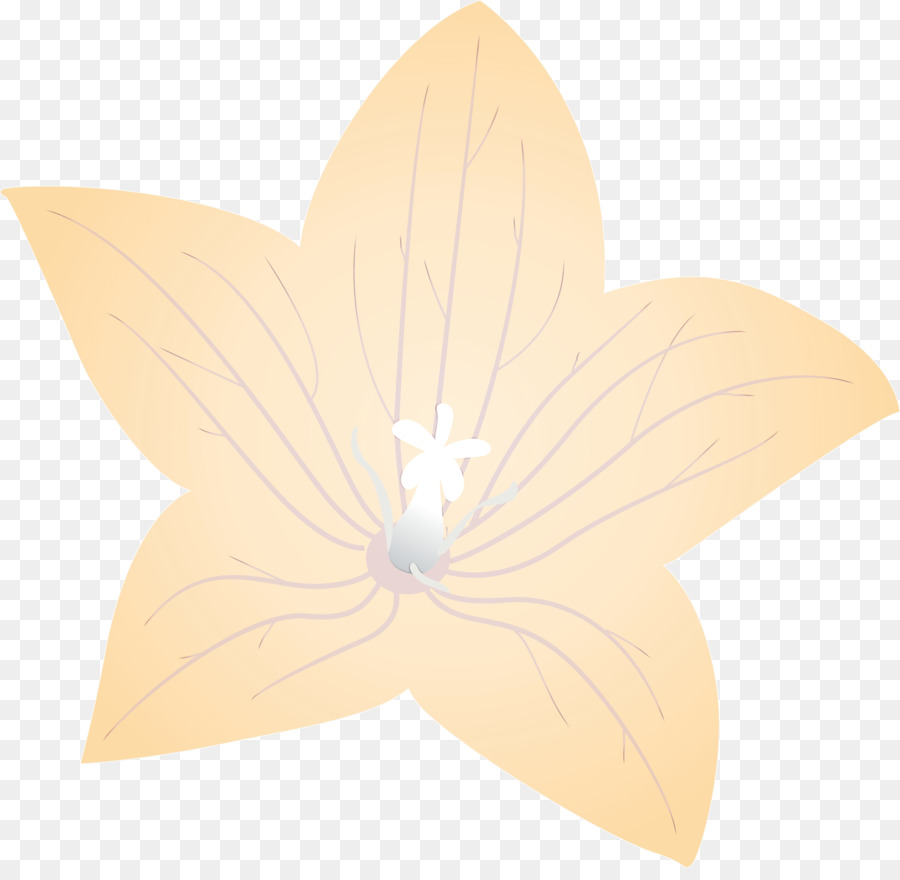 Flor Laranjeira，Florescer PNG