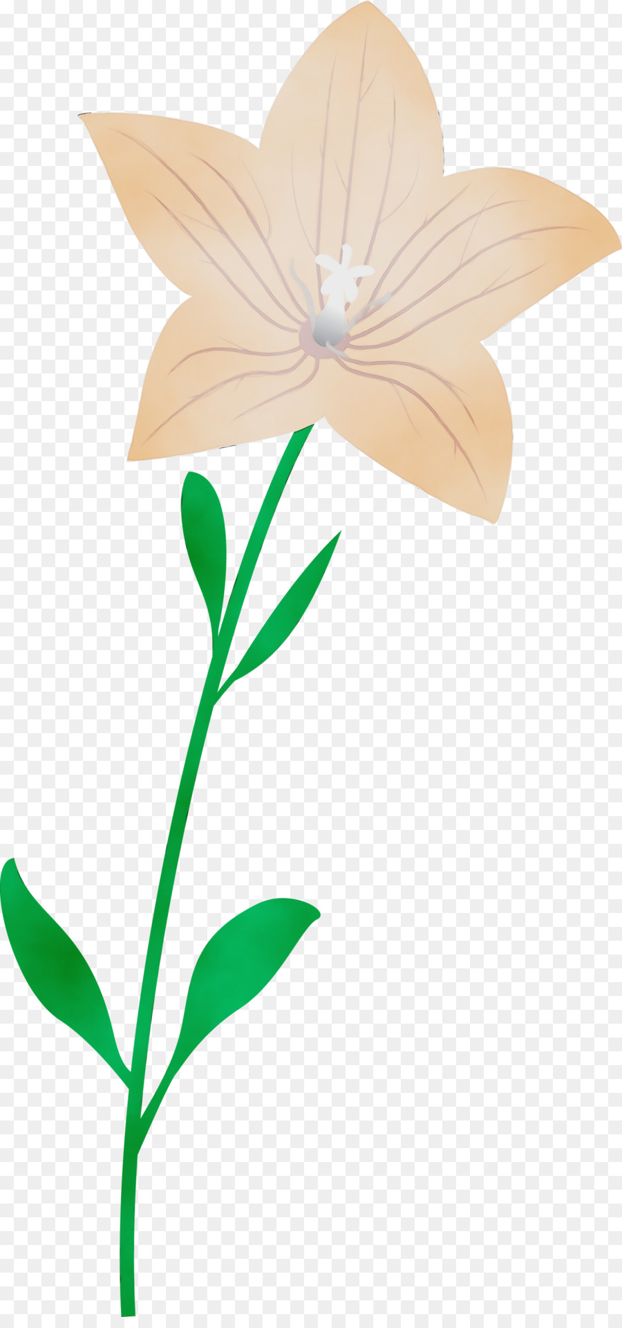 Caule Da Planta，Flor PNG