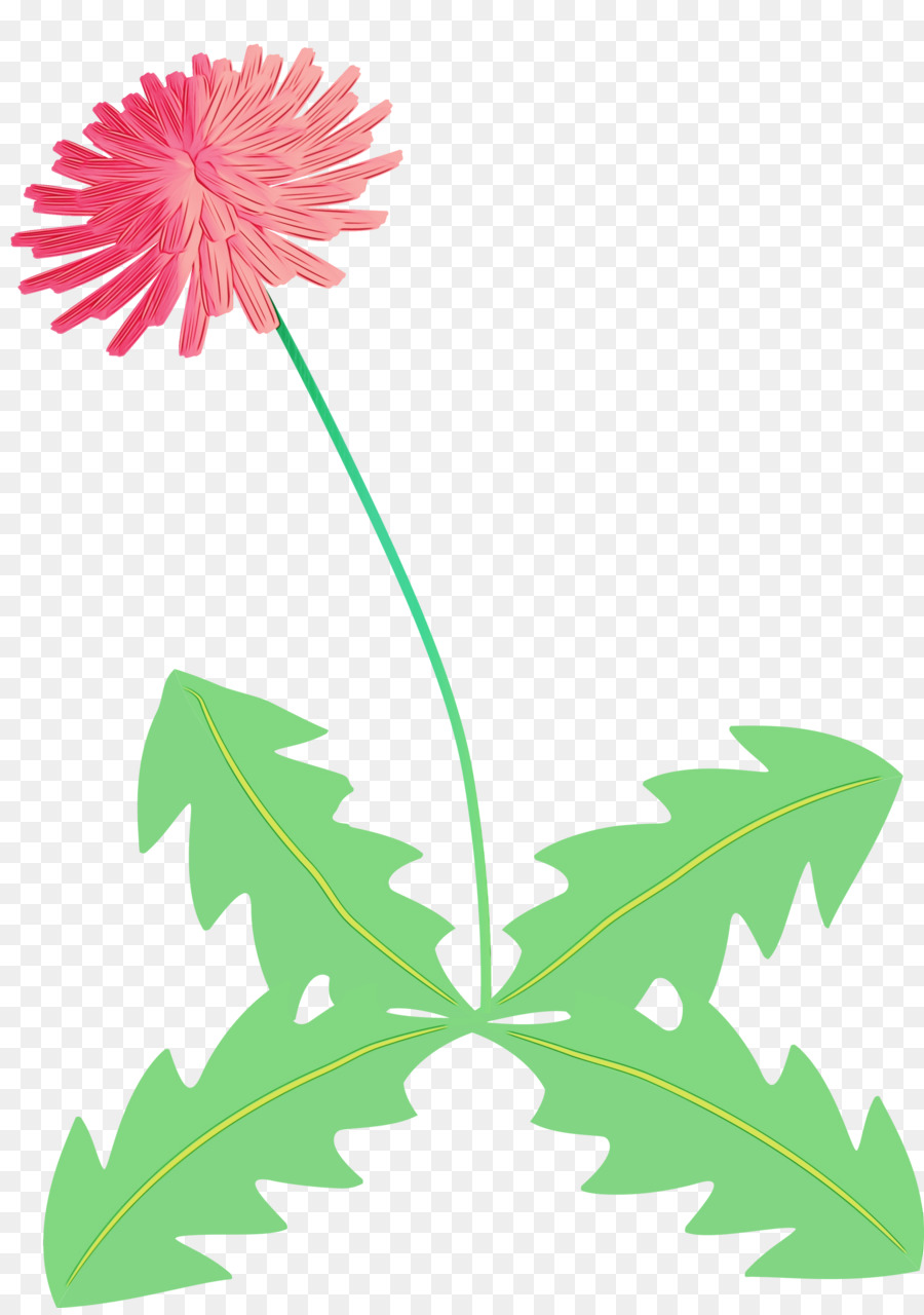 Flor，Pedicel PNG