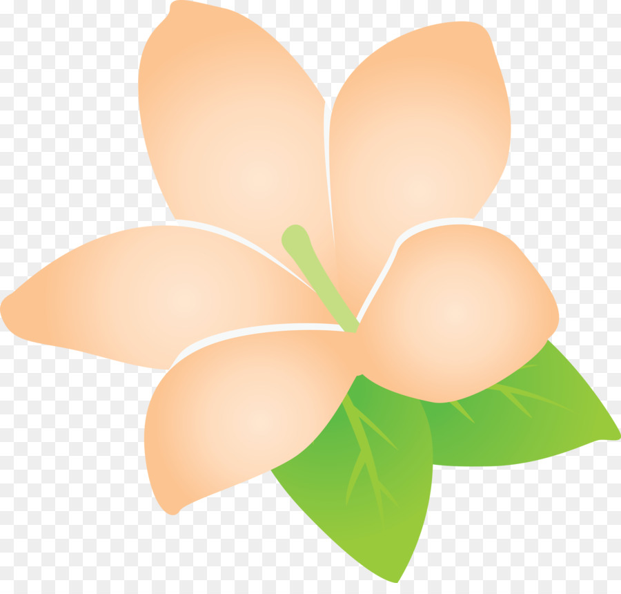 Flor Laranjeira，Florescer PNG