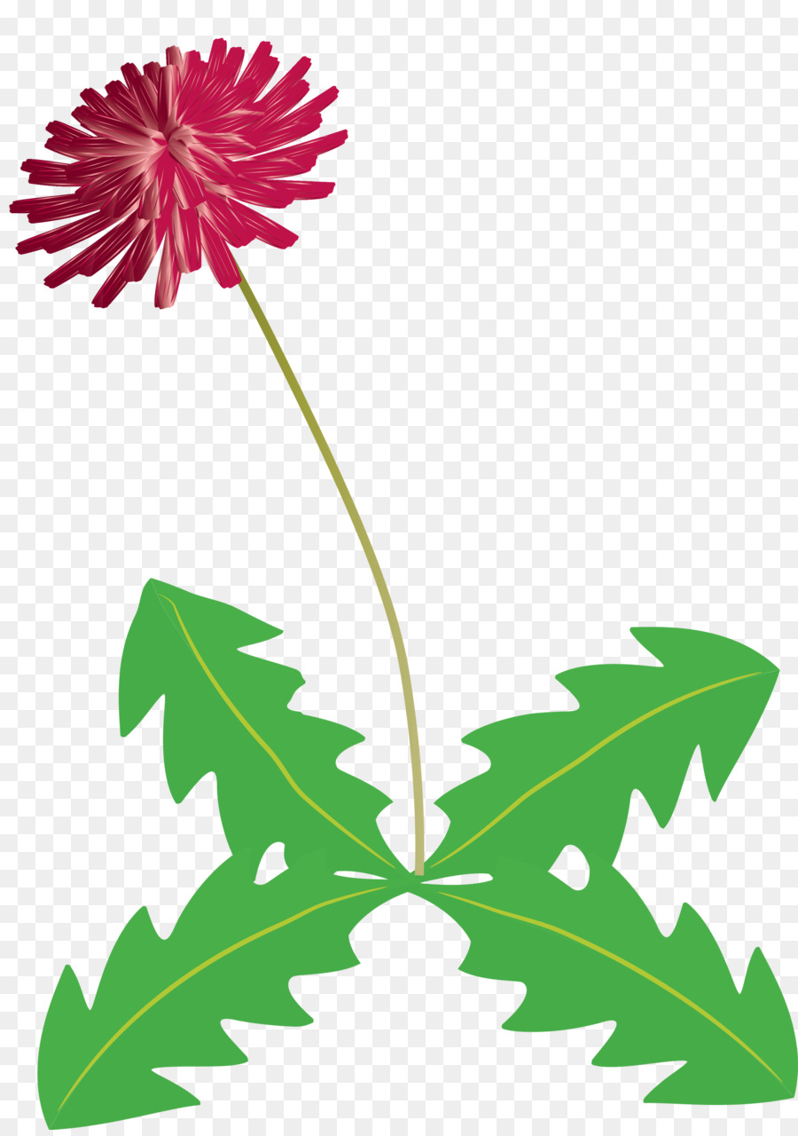 Flor，Pedicel PNG