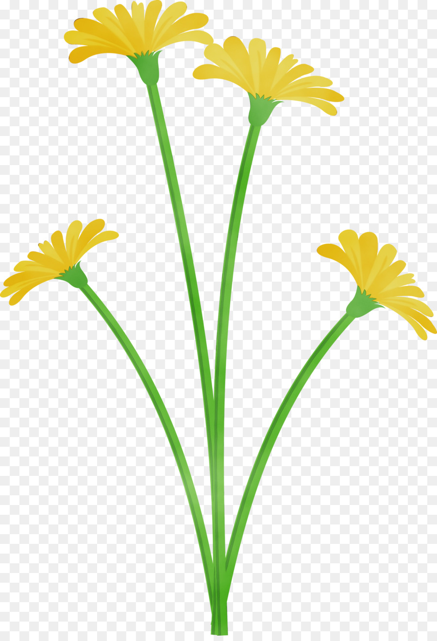 Flores Brancas，Natureza PNG