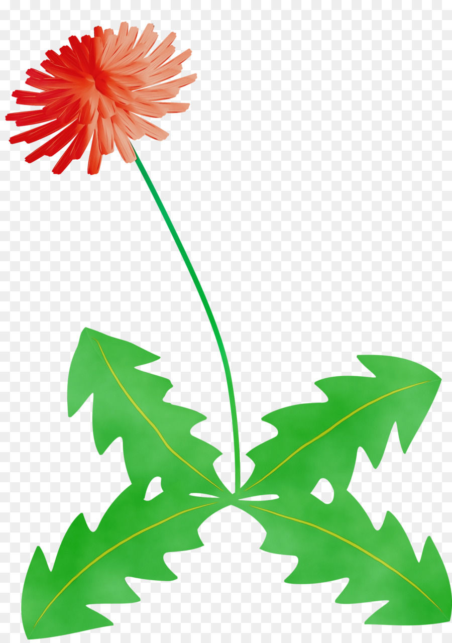 Folha，Dandelion PNG