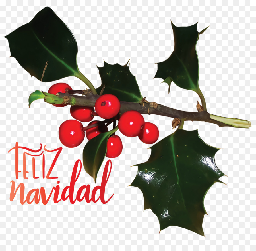 Comum Holly，Japonês Holly PNG