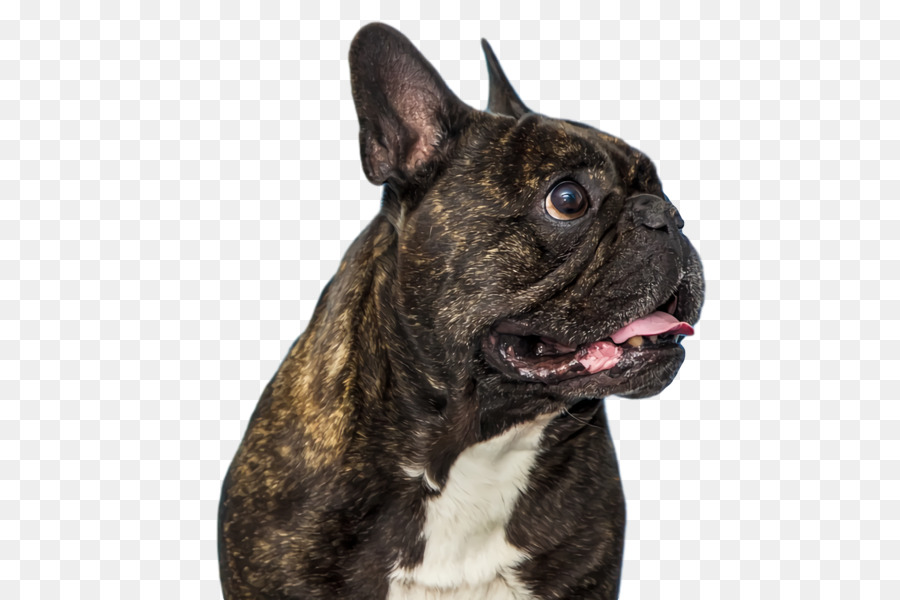 Bulldog，Bulldog Francês PNG