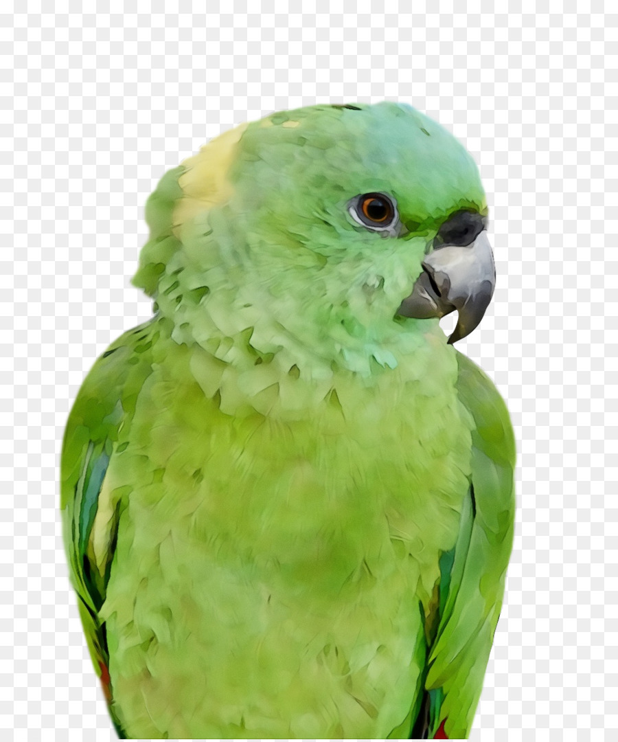 Papagaio，Verde PNG