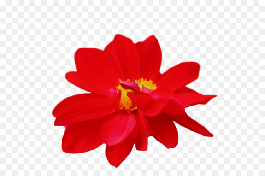 Flor，Vermelho PNG