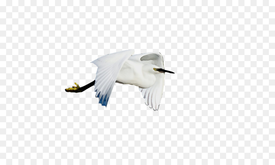 Aves，Cisnes PNG