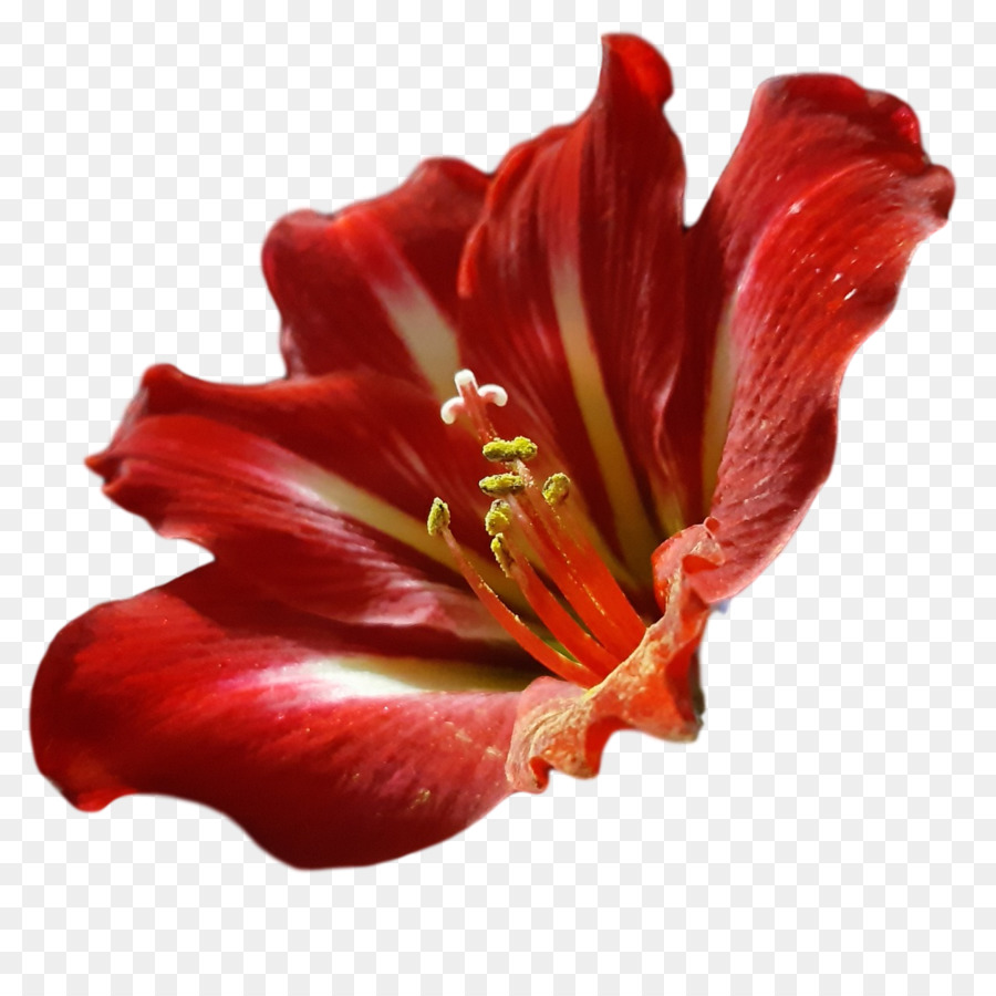 Amarílis，Daylilies PNG