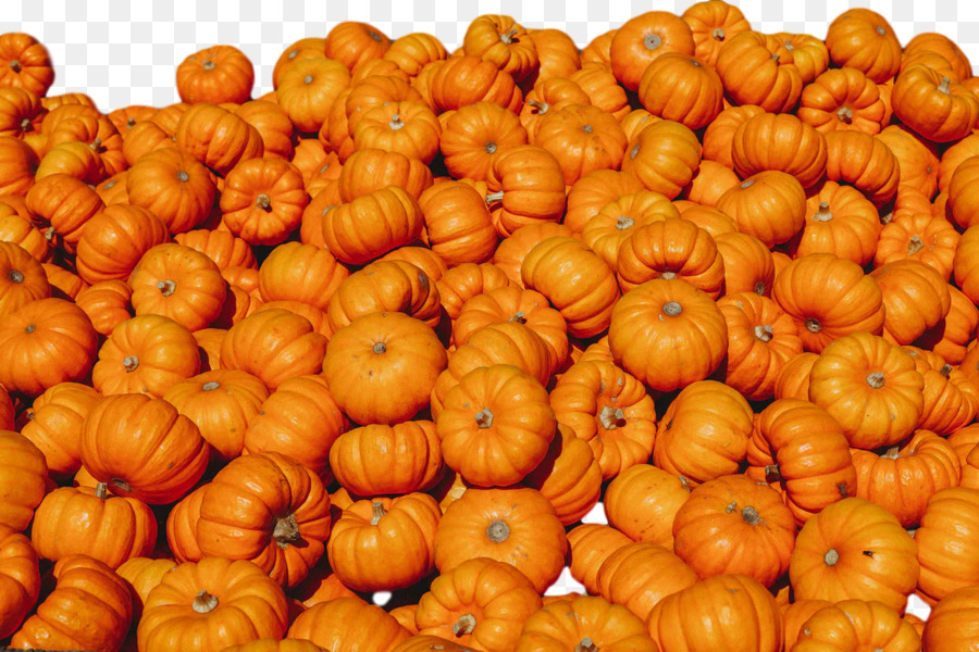 Squash，Inverno De Squash PNG