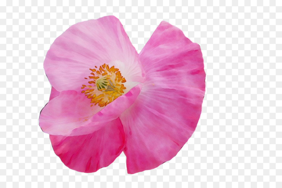 Flor Rosa，Florescer PNG