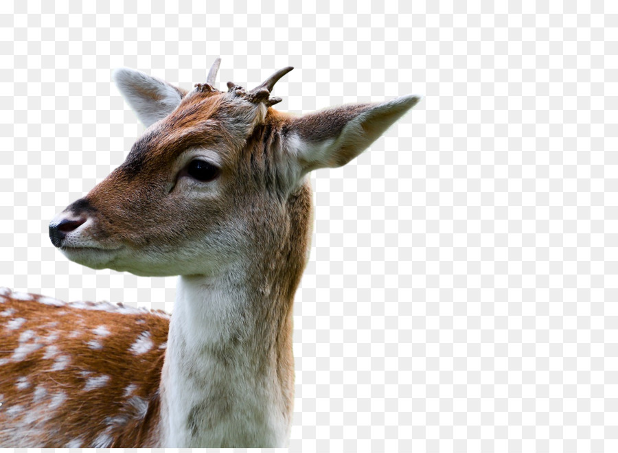 Whitetailed Veado，Deer PNG
