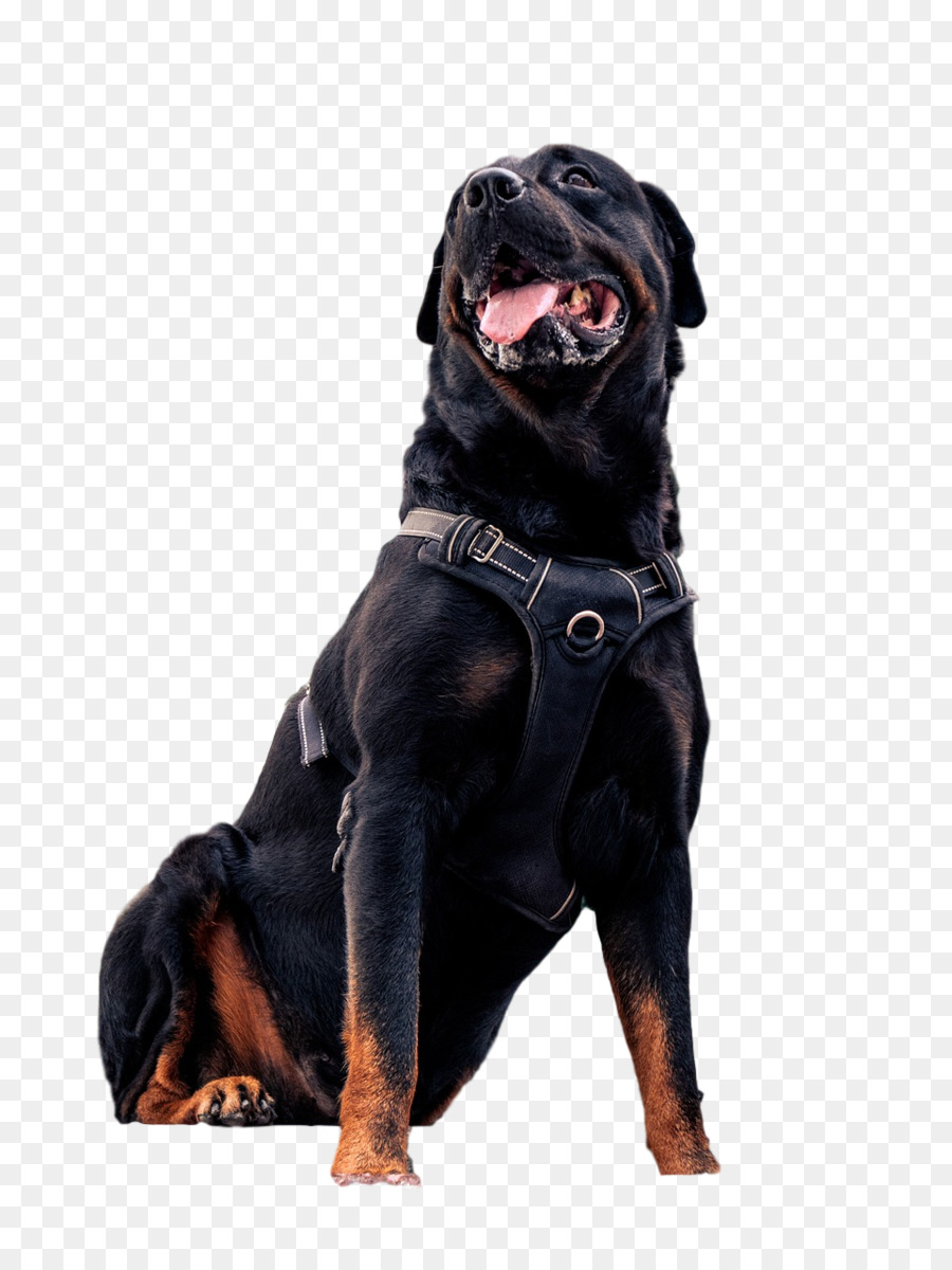 Rottweiler，Filhote De Cachorro PNG