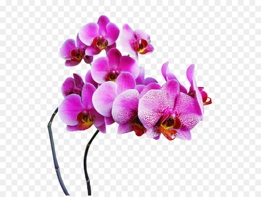 Flores De Orquídea，Orquídea PNG