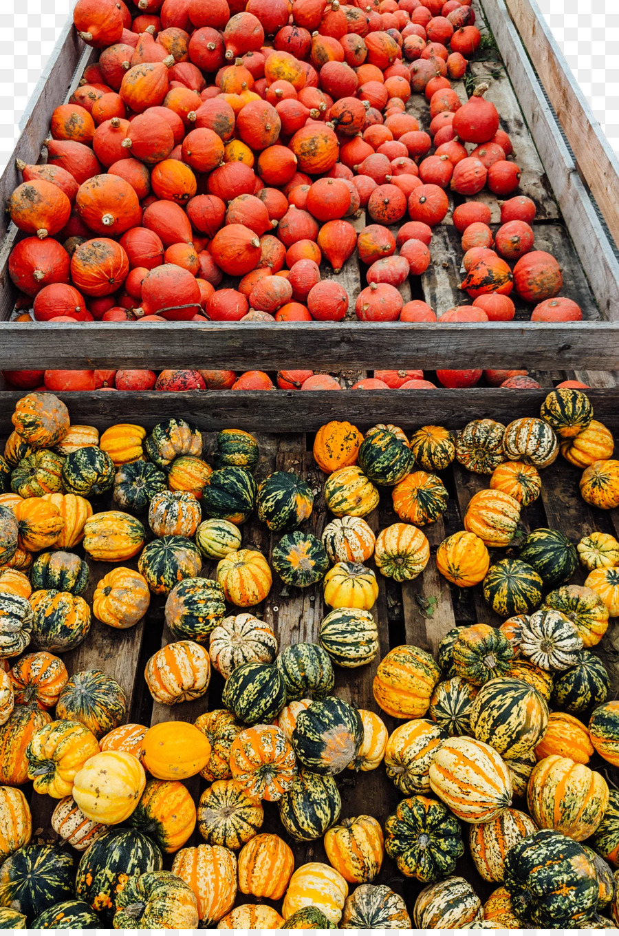 Squash，Cabaça PNG