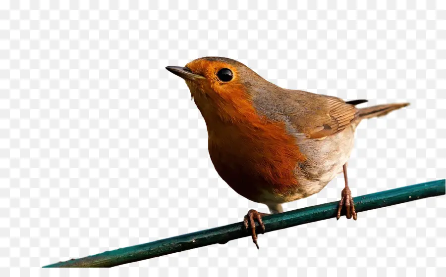 Europeia Robin，De Passeriformes PNG