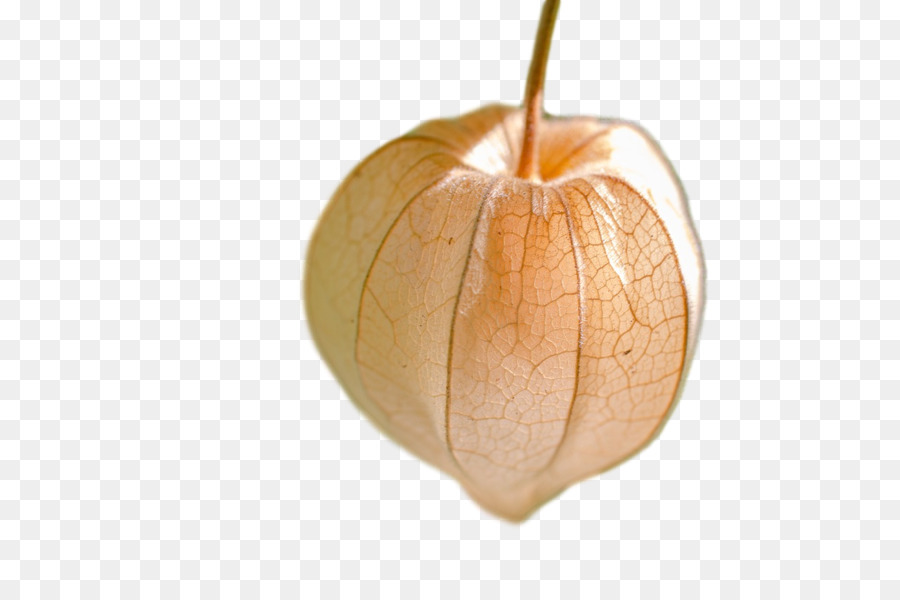 Squash，Inverno De Squash PNG