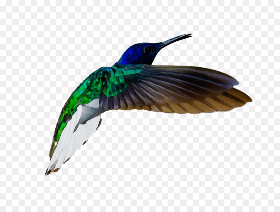 Colibri，Vôo PNG