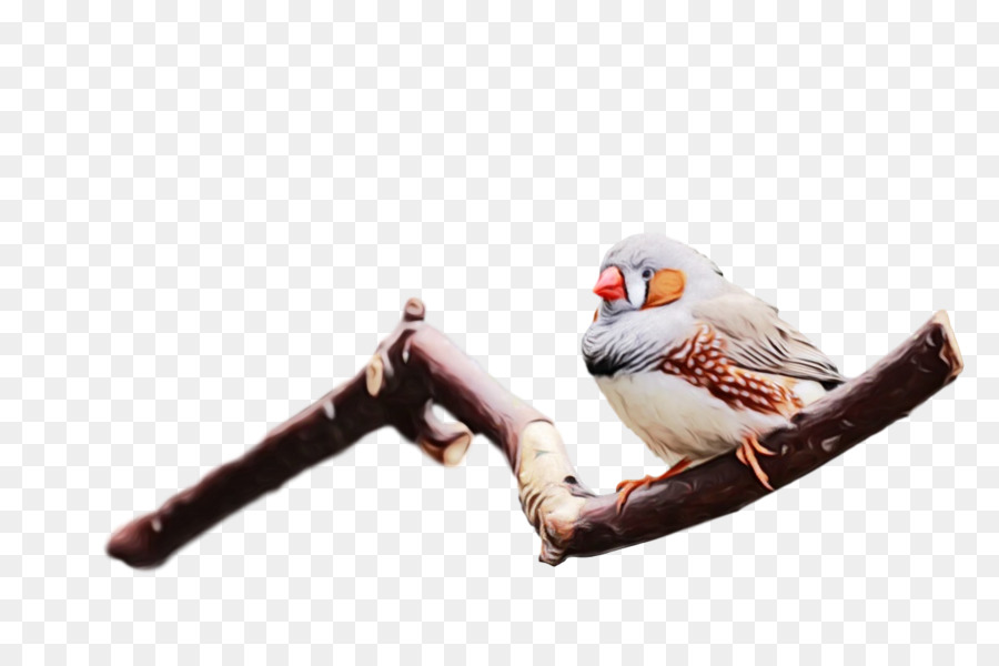 Aves，Bico PNG