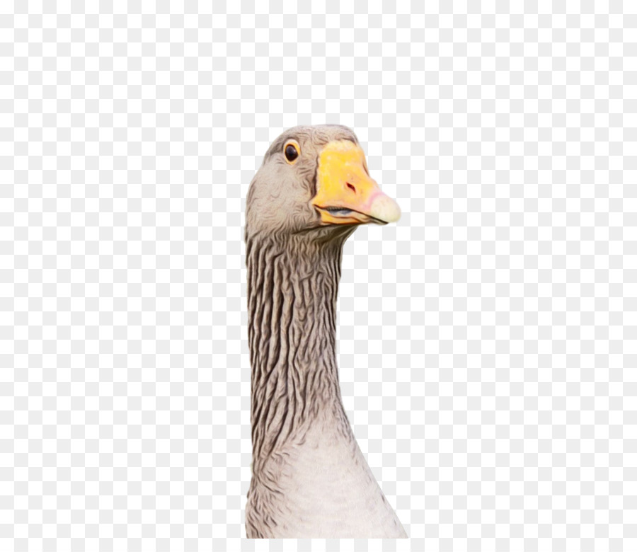 Pato，Ganso PNG