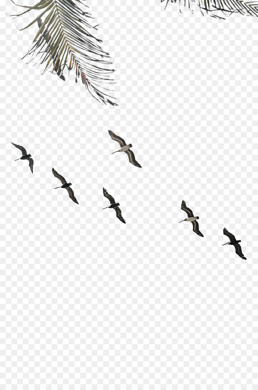 Migração De Aves，Aves PNG