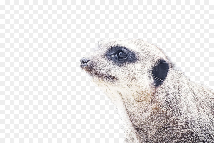 Meerkat，Mangusto PNG