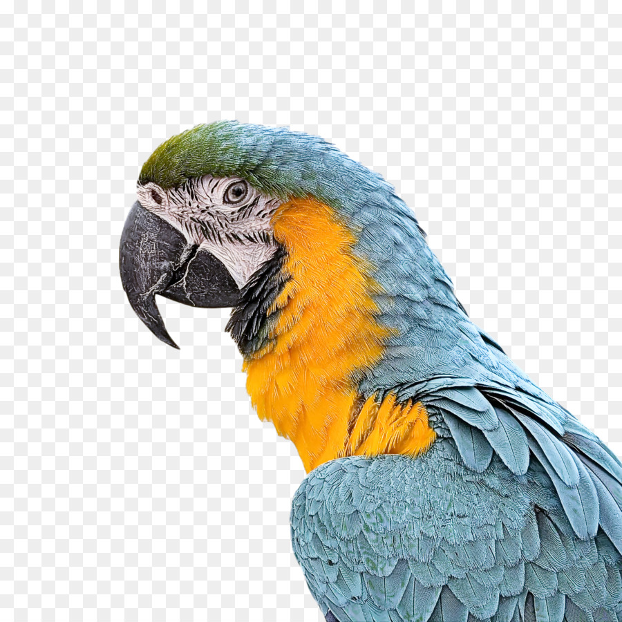 Arara，Periquito PNG